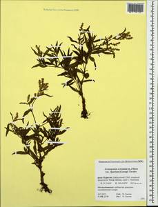 Koenigia ocreata (L.) T. M. Schust. & Reveal, Siberia, Baikal & Transbaikal region (S4) (Russia)