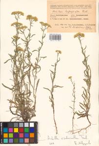 Achillea ×submicrantha Tzvelev, Eastern Europe, Lower Volga region (E9) (Russia)