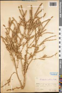 Salsola collina Pall., Eastern Europe, Eastern region (E10) (Russia)