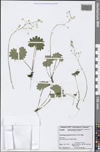 Micranthes nelsoniana subsp. aestivalis (Fisch. & C. A. Mey.) Elven & D. F. Murray, Siberia, Central Siberia (S3) (Russia)