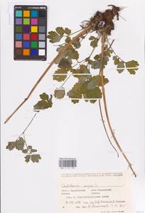 Chelidonium majus L., Eastern Europe, Lower Volga region (E9) (Russia)