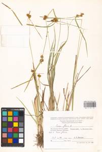 Carex flava L., Eastern Europe, Moscow region (E4a) (Russia)