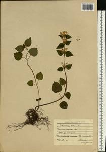 Lamium galeobdolon subsp. galeobdolon, Eastern Europe, North-Western region (E2) (Russia)
