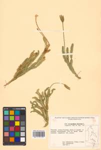 Lycopodium clavatum L., Siberia, Russian Far East (S6) (Russia)