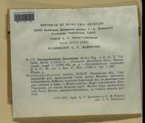 Dicranodontium denudatum (Brid.) E. Britton, Bryophytes, Bryophytes - Baikal & Transbaikal regions (B18) (Russia)