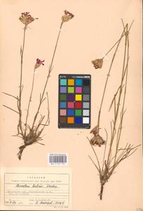 Dianthus borbasii, Eastern Europe, Moscow region (E4a) (Russia)