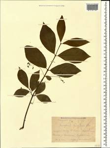 Euonymus leiophloeus Steven, Caucasus, Krasnodar Krai & Adygea (K1a) (Russia)