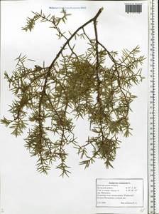 Juniperus communis L., Eastern Europe, North-Western region (E2) (Russia)