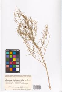 Asparagus inderiensis Blume ex Ledeb., Middle Asia, Caspian Ustyurt & Northern Aralia (M8) (Kazakhstan)