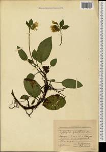 Symphytum grandiflorum DC., Caucasus, Georgia (K4) (Georgia)