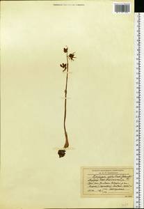 Epipogium aphyllum Sw., Siberia, Yakutia (S5) (Russia)