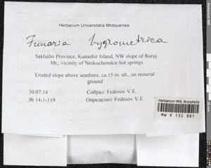Funaria hygrometrica Hedw., Bryophytes, Bryophytes - Russian Far East (excl. Chukotka & Kamchatka) (B20) (Russia)