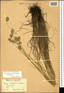 Alopecurus dasyanthus Trautv., Caucasus, Stavropol Krai, Karachay-Cherkessia & Kabardino-Balkaria (K1b) (Russia)