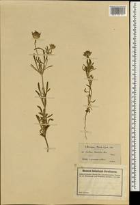 Lomelosia rotata (M. Bieb.) Greuter & Burdet, South Asia, South Asia (Asia outside ex-Soviet states and Mongolia) (ASIA) (Turkey)