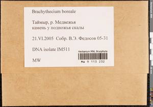 Brachythecium boreale Ignatov, Bryophytes, Bryophytes - Krasnoyarsk Krai, Tyva & Khakassia (B17) (Russia)