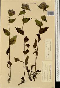 Campanula glomerata subsp. hispida (Witasek) Hayek, Caucasus, Black Sea Shore (from Novorossiysk to Adler) (K3) (Russia)