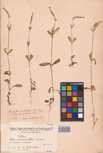 Silene noctiflora L., Eastern Europe, Eastern region (E10) (Russia)