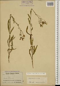 Lactuca tatarica (L.) C. A. Mey., Caucasus, Stavropol Krai, Karachay-Cherkessia & Kabardino-Balkaria (K1b) (Russia)