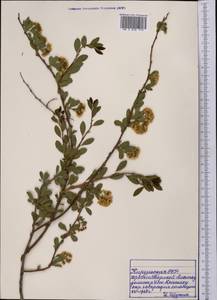 Spiraea, Middle Asia, Northern & Central Tian Shan (M4) (Kyrgyzstan)