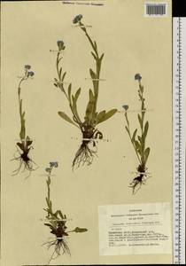 Myosotis alpestris F. W. Schmidt, Siberia, Altai & Sayany Mountains (S2) (Russia)