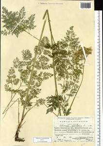 Selinum carvifolia (L.) L., Eastern Europe, Eastern region (E10) (Russia)