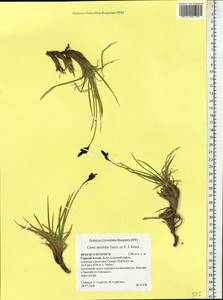 Carex bigelowii subsp. ensifolia (Turcz. ex Gorodkov) Holub, Siberia, Altai & Sayany Mountains (S2) (Russia)