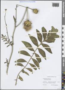 Rhaponticoides ruthenica (Lam.) M.V.Agab. & Greuter, Eastern Europe, Middle Volga region (E8) (Russia)