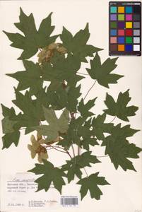 Acer campestre L., Eastern Europe, Central forest-and-steppe region (E6) (Russia)