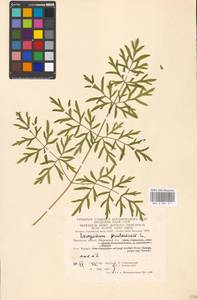 Silphiodaucus prutenicus subsp. prutenicus, Eastern Europe, Moscow region (E4a) (Russia)