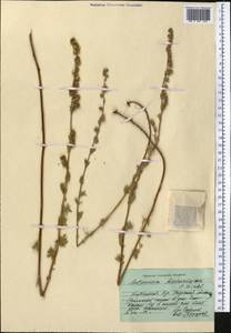 Artemisia aschurbajewii C. Winkl., Middle Asia, Northern & Central Tian Shan (M4) (Kyrgyzstan)