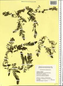 Ceratophyllum demersum L., Eastern Europe, Central forest-and-steppe region (E6) (Russia)