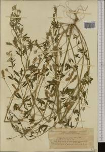 Trigonella procumbens (Besser)Rchb., Western Europe (EUR) (Romania)