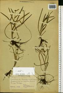 Sparganium natans L., Eastern Europe, Central region (E4) (Russia)