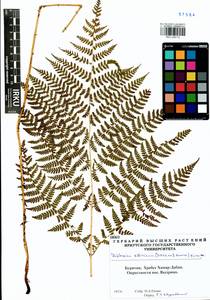 Diplazium sibiricum (Turcz. ex Kunze) Sa.Kurata, Siberia, Baikal & Transbaikal region (S4) (Russia)