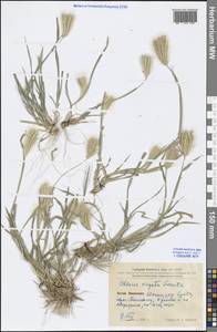 Chloris virgata Sw., South Asia, South Asia (Asia outside ex-Soviet states and Mongolia) (ASIA) (China)