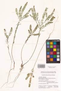 Lepidium densiflorum Schrad., Eastern Europe, Central forest-and-steppe region (E6) (Russia)