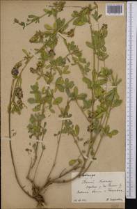 Medicago, Middle Asia, Northern & Central Tian Shan (M4) (Kyrgyzstan)