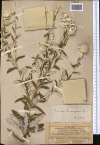 Echinops knorringianus Iljin, Middle Asia, Syr-Darian deserts & Kyzylkum (M7) (Uzbekistan)