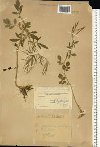 Cardamine amara L., Eastern Europe, Moscow region (E4a) (Russia)