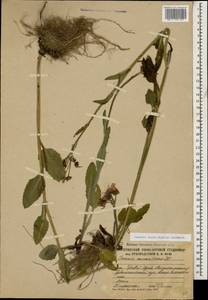 Tephroseris integrifolia subsp. caucasigena (Schischk.) Greuter, Caucasus, South Ossetia (K4b) (South Ossetia)