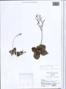 Henckelia incana (Vahl) Spreng., South Asia, South Asia (Asia outside ex-Soviet states and Mongolia) (ASIA) (India)
