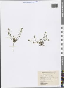 Cochlearia groenlandica L., Siberia, Western Siberia (S1) (Russia)