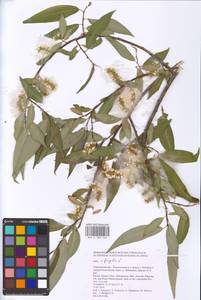 Salix fragilis L., Eastern Europe, Lower Volga region (E9) (Russia)