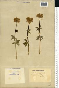 Trollius europaeus L., Eastern Europe, North Ukrainian region (E11) (Ukraine)
