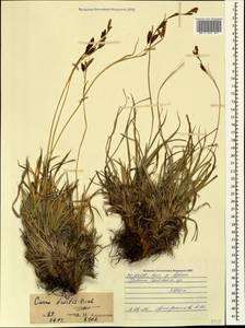 Carex tristis M.Bieb., Caucasus, North Ossetia, Ingushetia & Chechnya (K1c) (Russia)