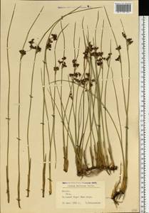 Juncus balticus Willd., Eastern Europe, Latvia (E2b) (Latvia)