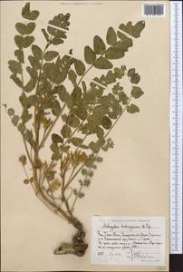 Astragalus tschimganicus Popov ex Baranov, Middle Asia, Western Tian Shan & Karatau (M3) (Uzbekistan)