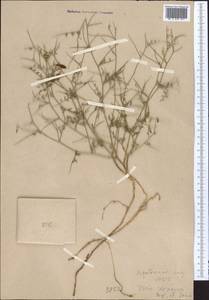 Vicia kokanica Regel & Schmalh., Middle Asia, Western Tian Shan & Karatau (M3)