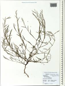 Polygonum aschersonianum H. Gross, Eastern Europe, Central region (E4) (Russia)
