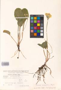 Primula cordifolia Rupr., Caucasus, Dagestan (K2) (Russia)